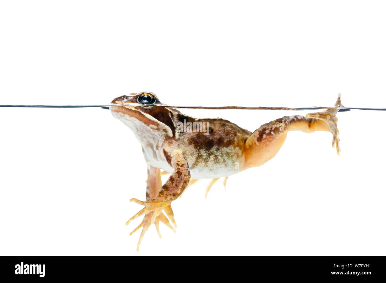 Common Frog (Rana temporaria) at surface, against white background. Scotland, UK, July. Stock Photo