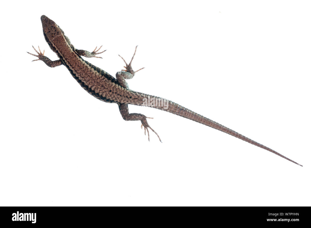 Wall Lizard (Podarcis lilfordi) against white background. France, August. Stock Photo