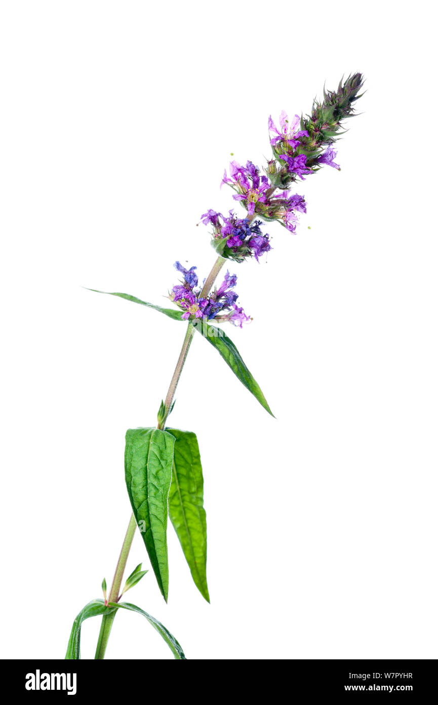 Purple Loosestrife (Lythrum salicaria) in flower against white background. France, August. Stock Photo