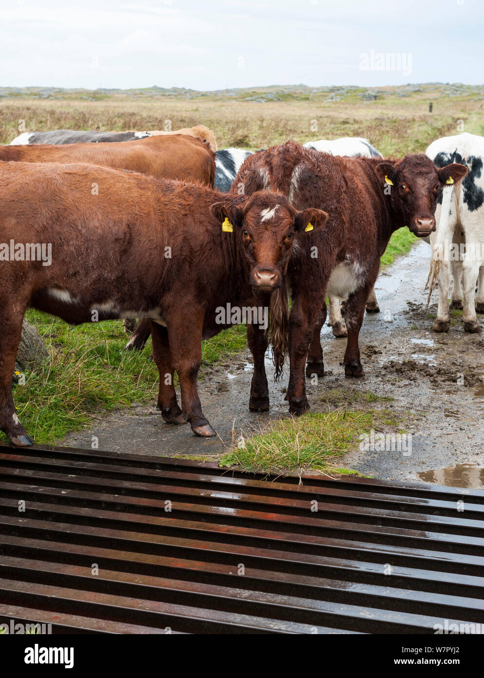 Cattle (Bos taurus) standing beside cattle grid. Near Feall Bay, Isle of Coll, Scotland, August. Stock Photo