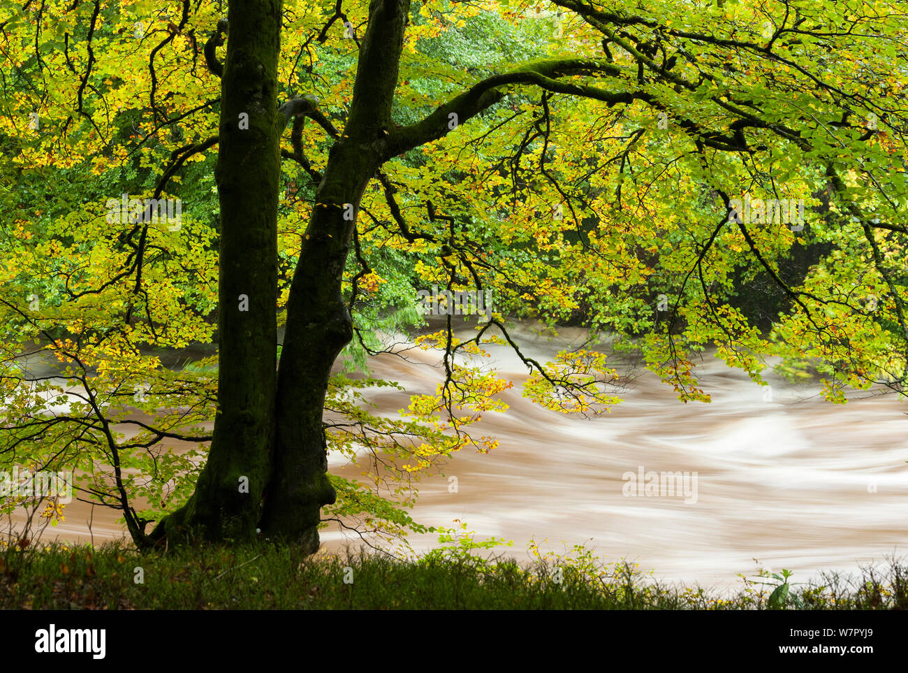 Beech (Fagus) in autumn at the Gannochy during flood of 12th of October 2012. Stock Photo
