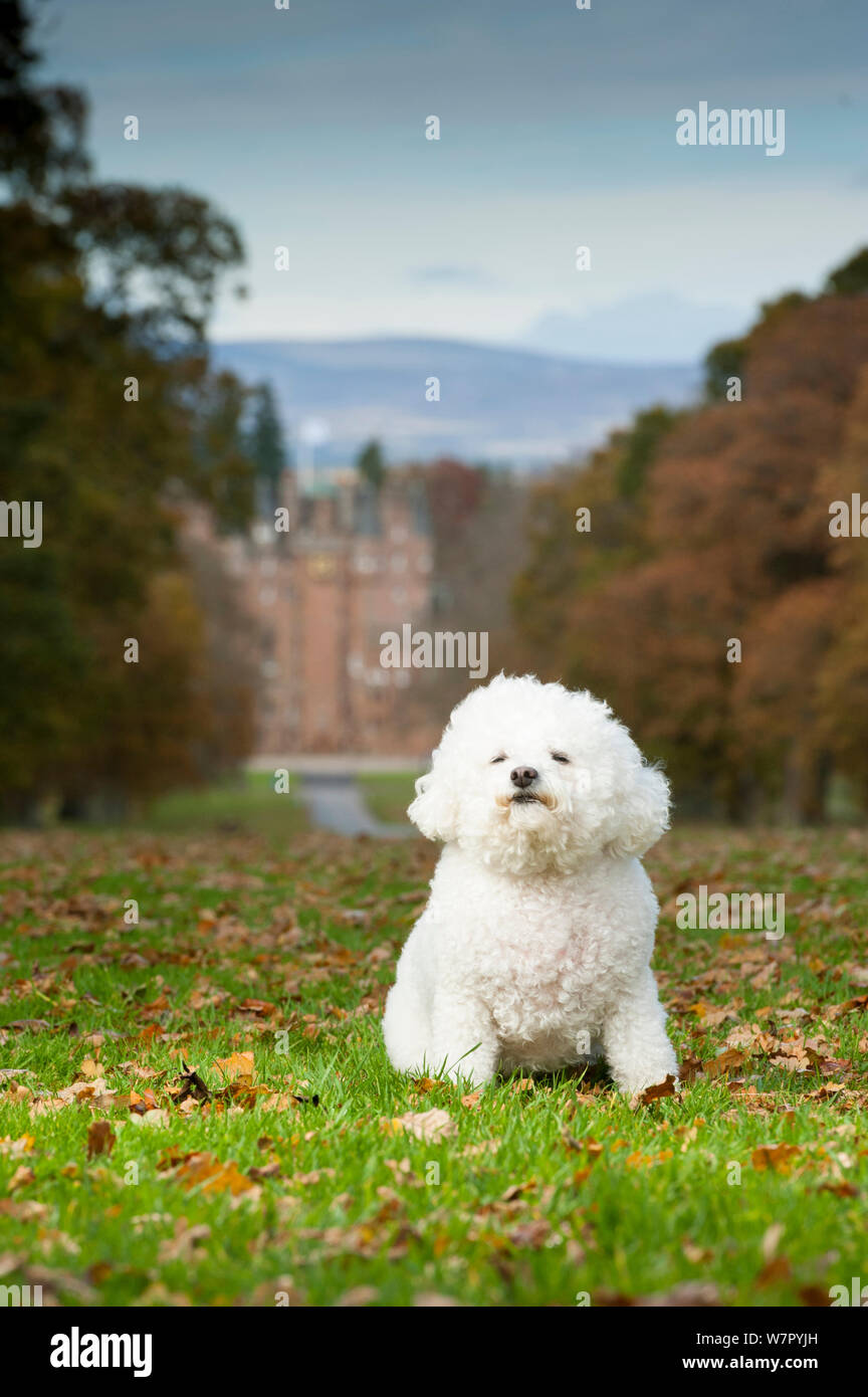 Bichon Frise sitting with Glamis Castle in the background. Scotland, UK. Stock Photo