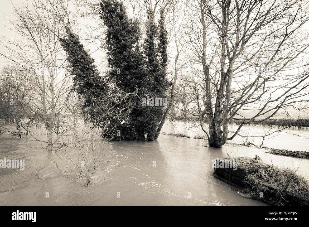 Flooding on the River South Esk. Angus, Scotland, 23rd December 2012. Stock Photo