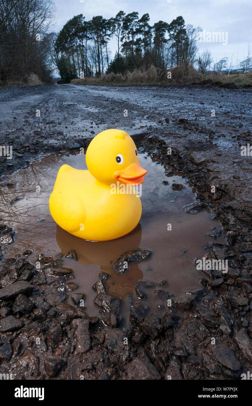 Plastic duck in large pothole. Near Bridge of Dun, Angus, Scotland, December. Stock Photo