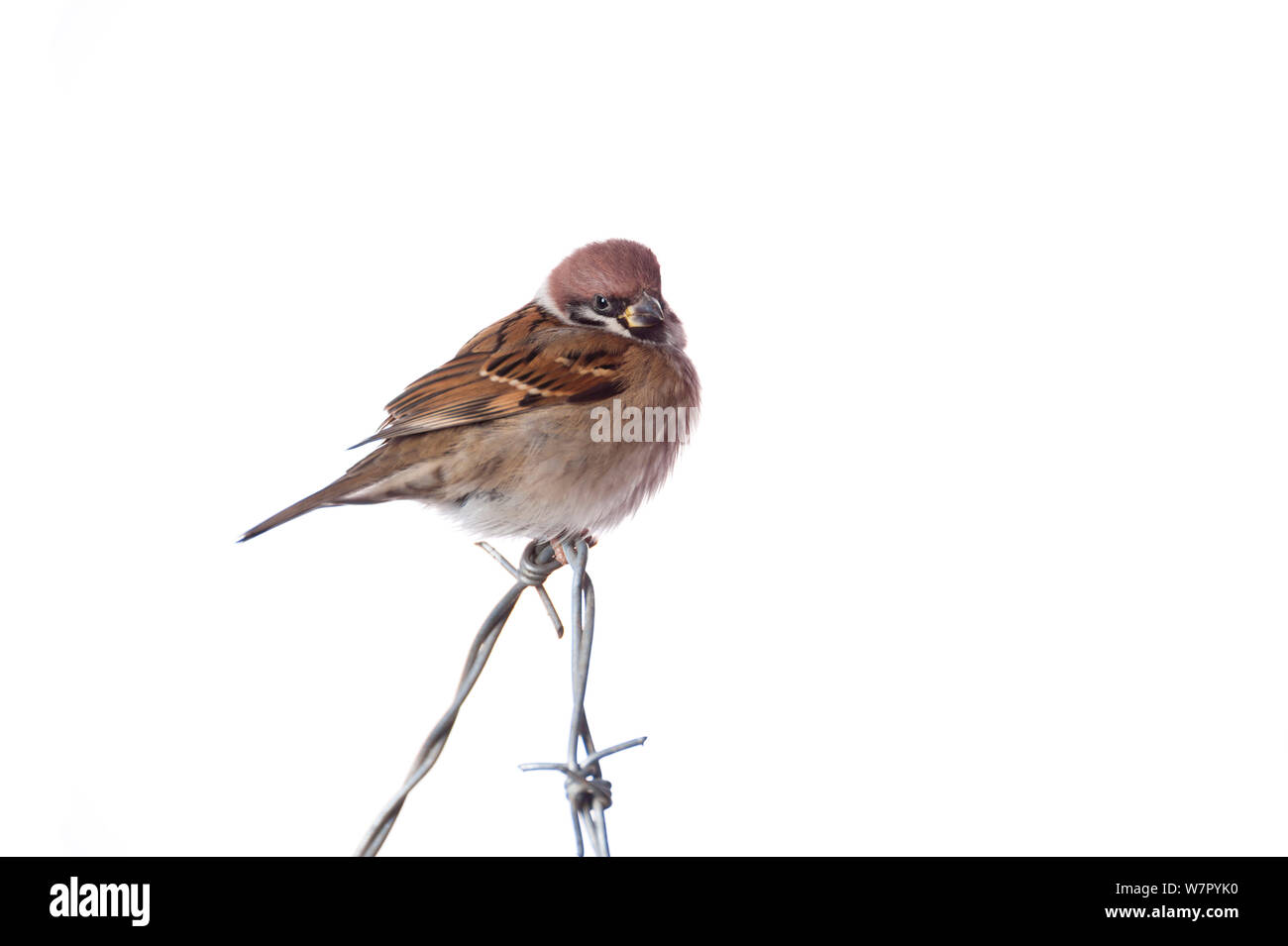 Tree Sparrow (Passer montanus) on barbed wire, against white background (field studio). Scotland, January. Stock Photo
