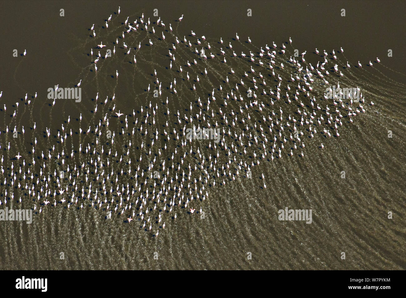 Aerial view of Lesser Flamingo (Phoenicopterus / Phoeniconaias minor