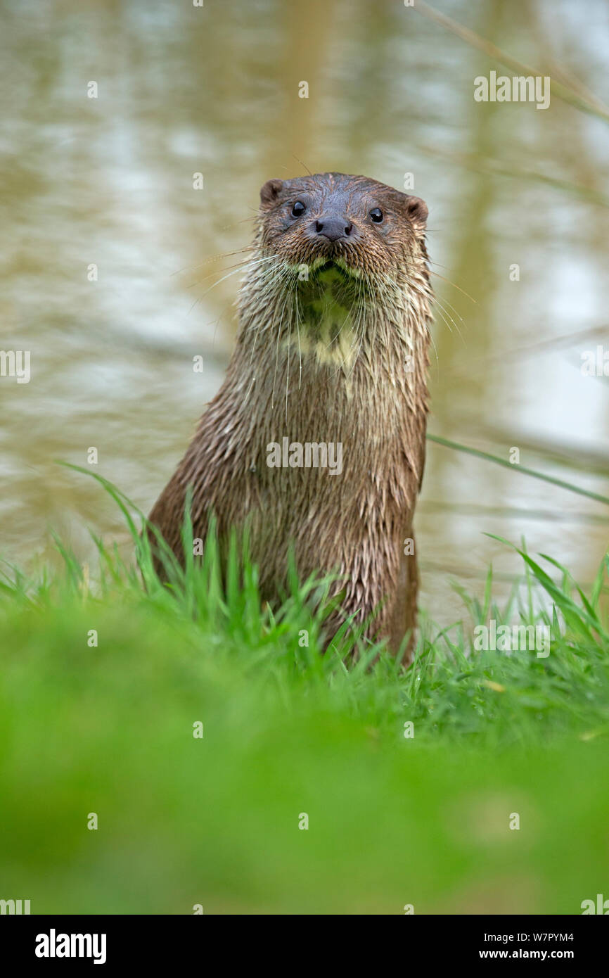 European Otter (Lutra lutra) portrait. Controlled conditions. UK, October. Stock Photo
