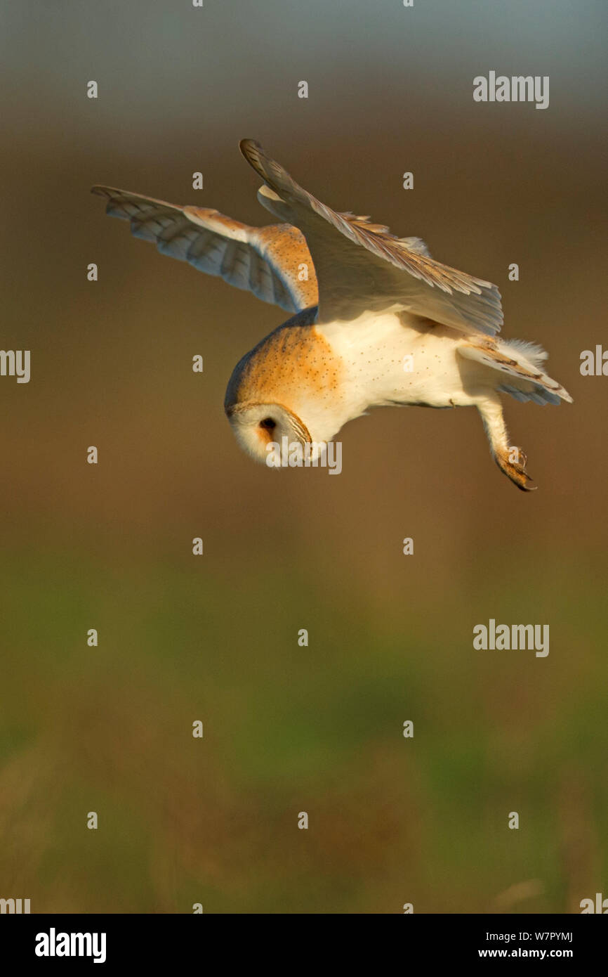 Barn Owl (Tyto alba) diving towards prey. UK, October. Stock Photo