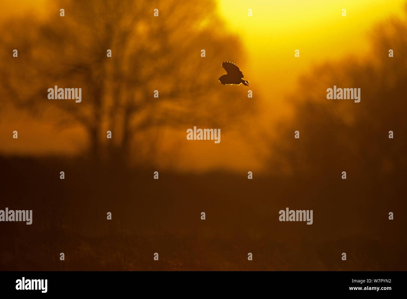 Barn Owl (Tyto alba) in hunting flight in dawn light. UK, January. Stock Photo