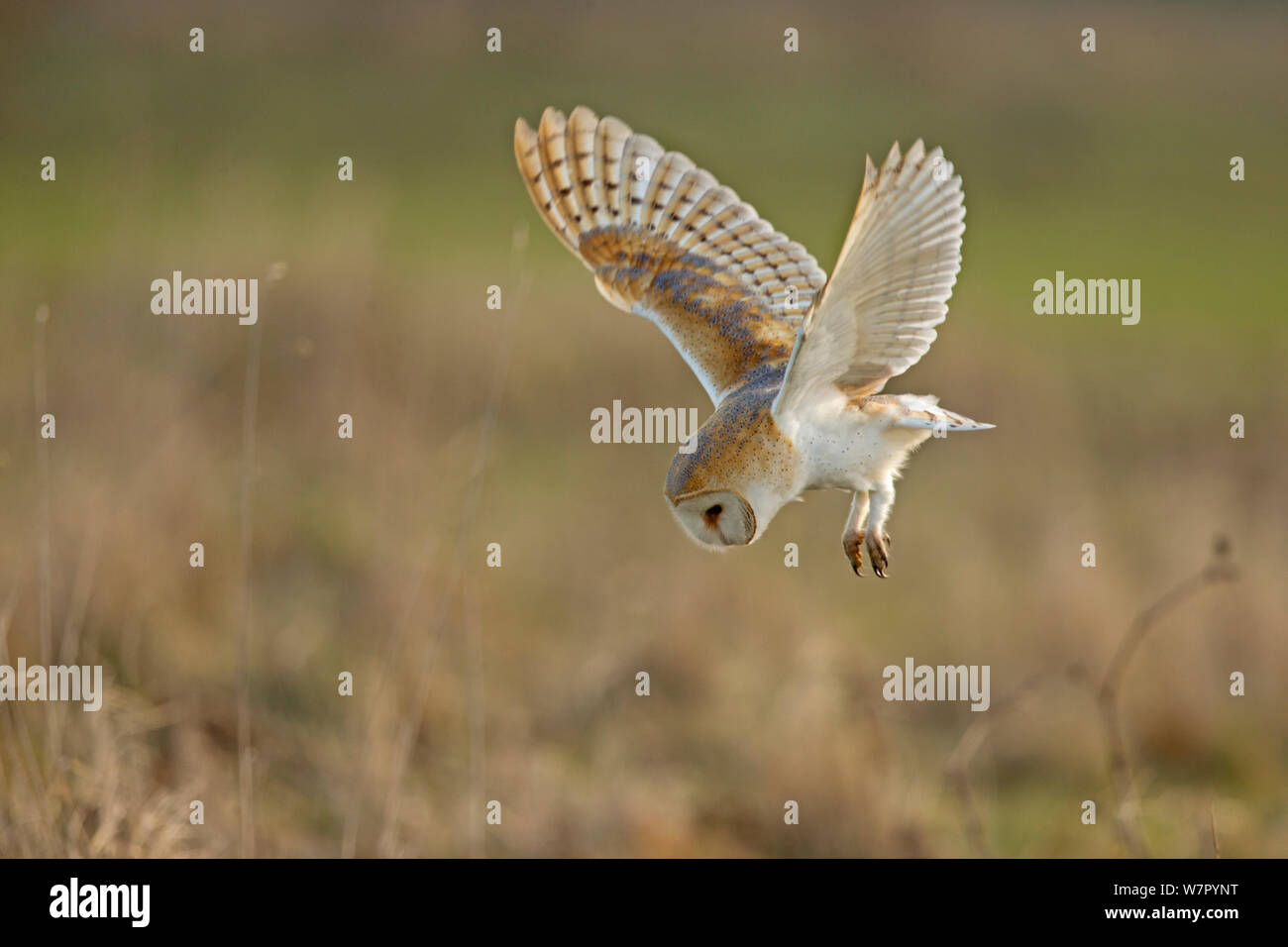Barn Owl (Tyto alba) in hovering hunting flight. UK, February. Stock Photo