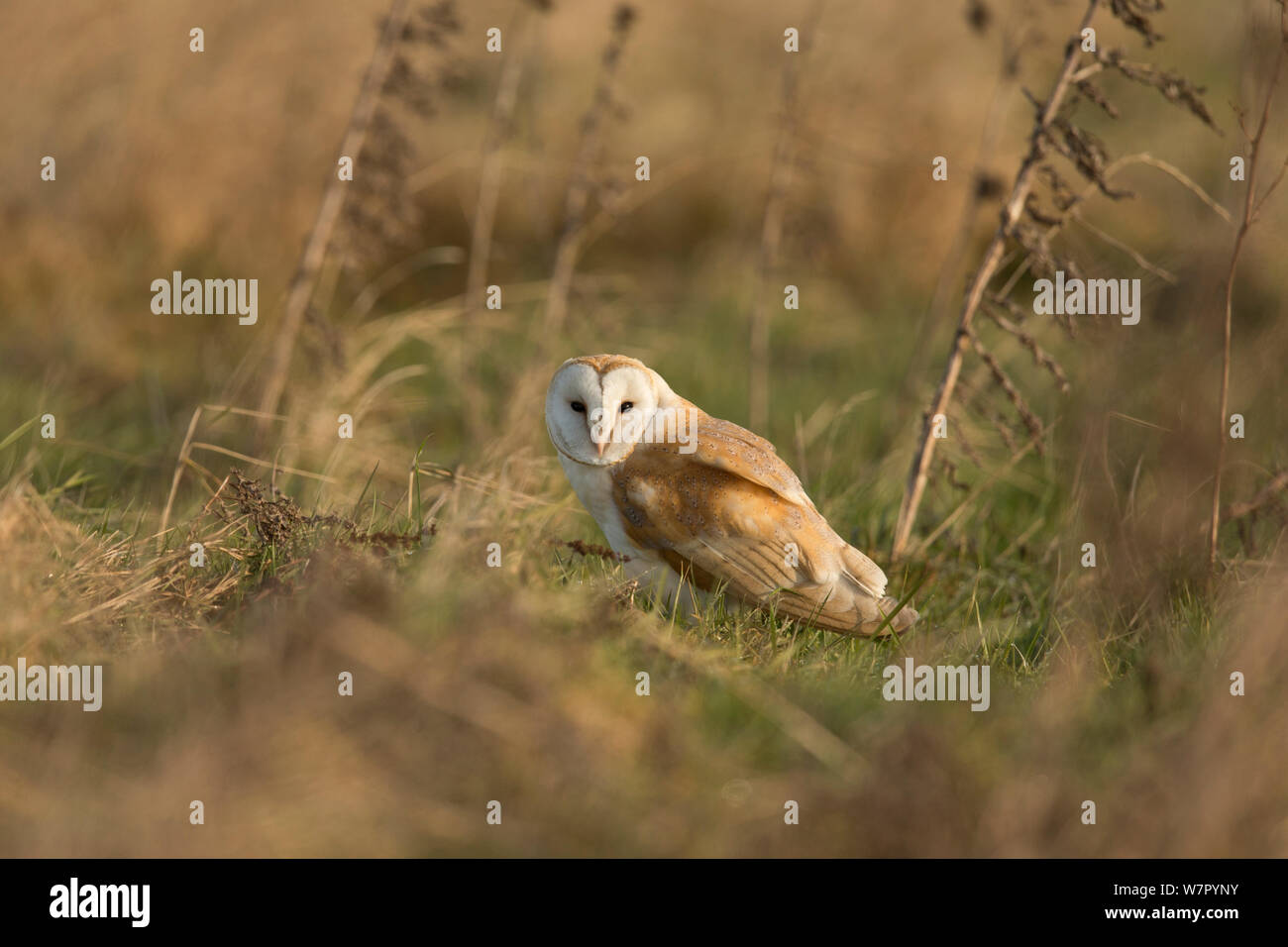 Barn Owl (Tyto alba) roosting on ground. UK, February. Stock Photo