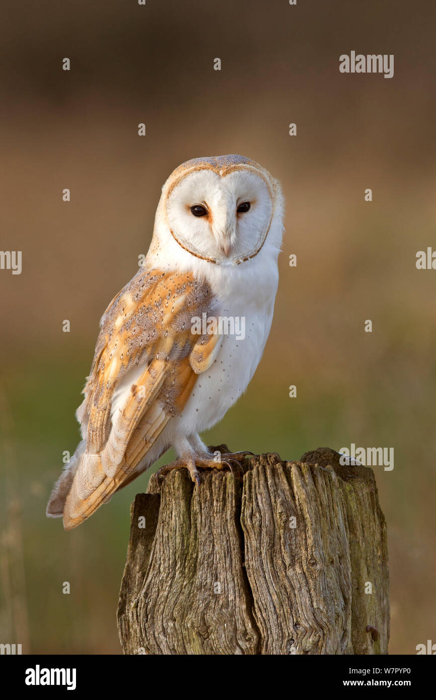 Barn Owl (Tyto alba) portrait on post. UK, February. Stock Photo
