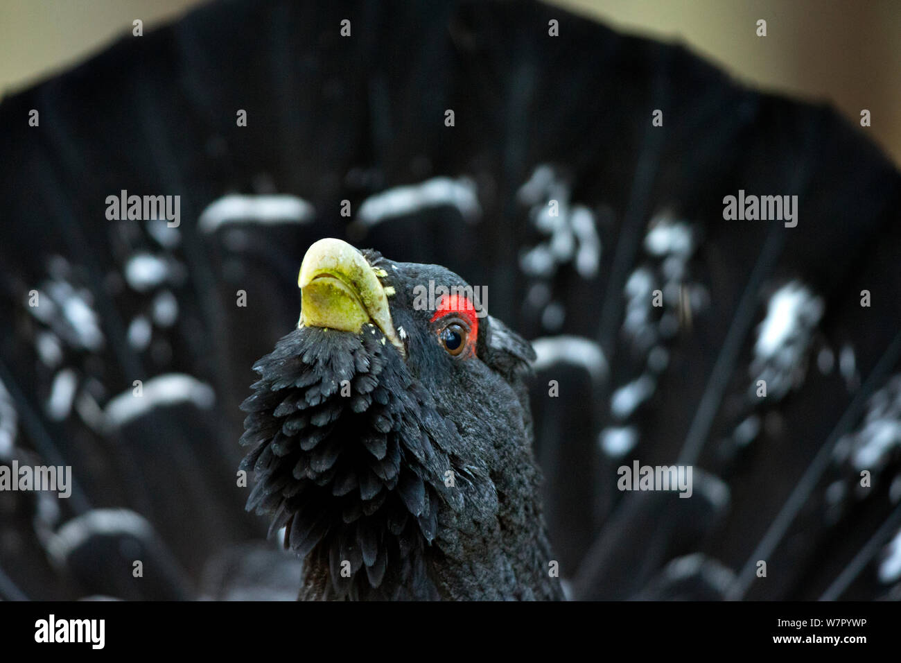 Capercaillie (Tetrao urogallus) male displaying at lek. Scotland, UK, February. Stock Photo