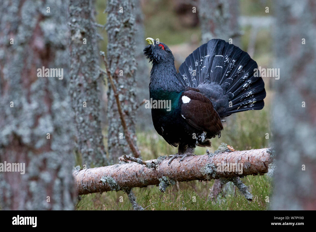 Capercaillie (Tetrao urogallus) male displaying at lek. Scotland, UK, February. Stock Photo
