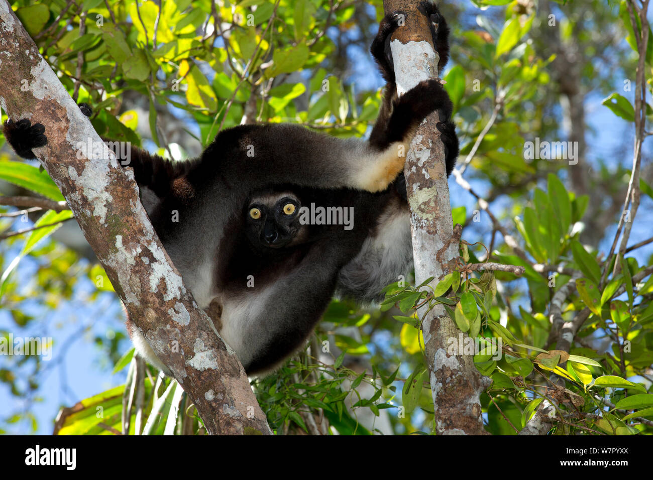 Indri (Indri indri) in tropical rainforest habitat. Madagascar. Stock Photo