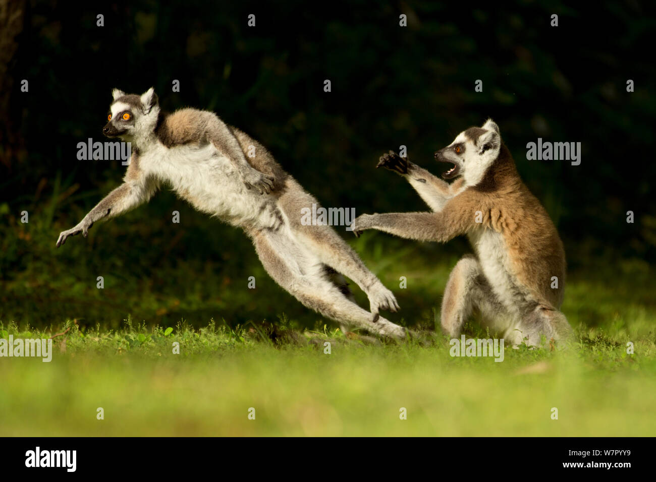 Ringtail Lemurs (Lemur catta) playing. Madagascar. Stock Photo