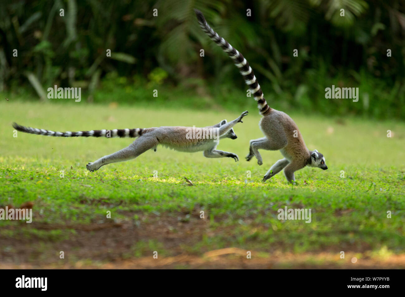 Ringtail Lemurs (Lemur catta) chasing each other and playing. Madagascar. Stock Photo