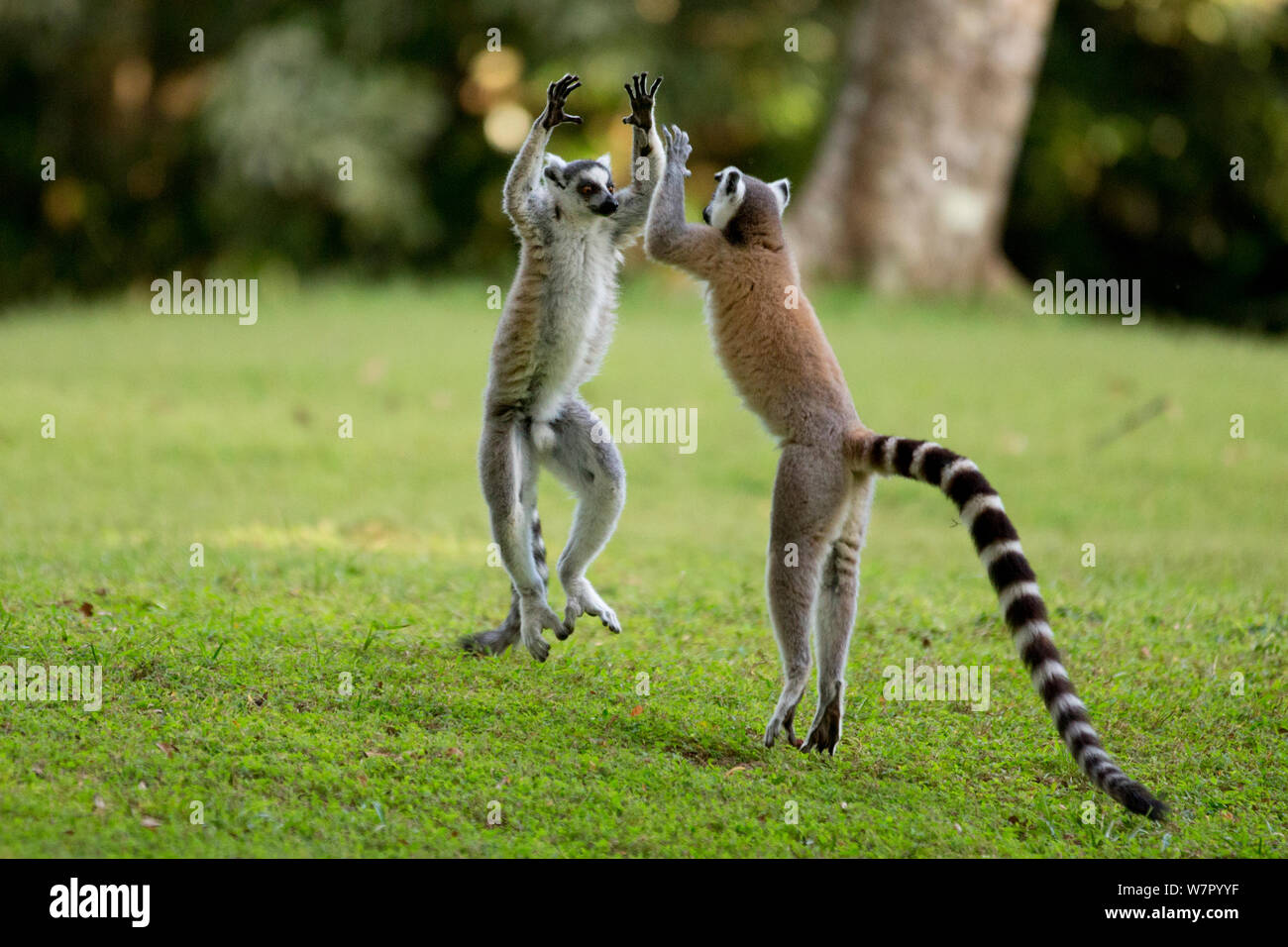 Ringtail Lemurs (Lemur catta) playing. Madagascar. Stock Photo