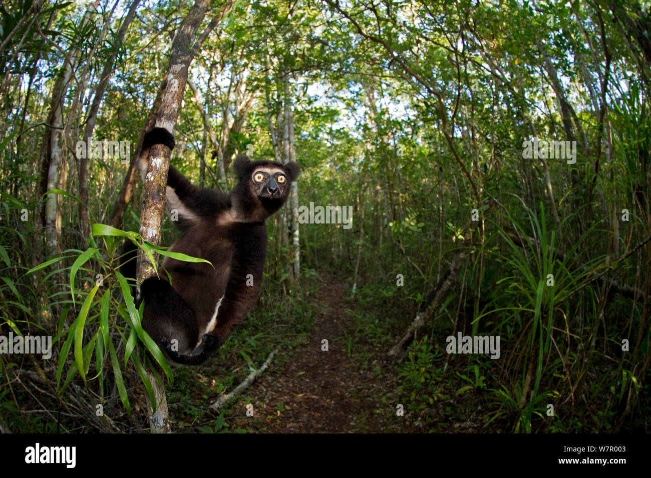 Indri (Indri indri) with wide angle view of tropical rainforest. Madagascar. Stock Photo