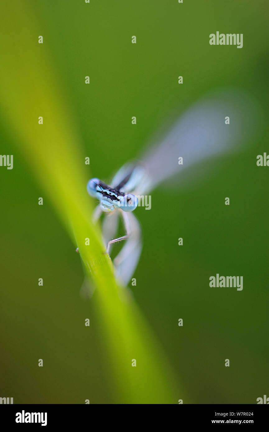 White legged damselflies hi-res stock photography and images - Alamy