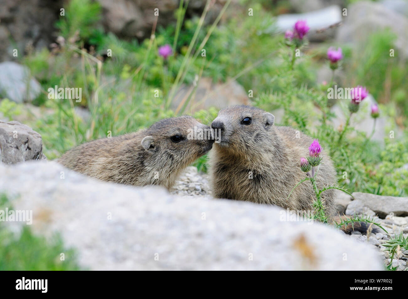 Two juvenile Alpine marmots (Marmota Marmota), Mercantour National Park, Alpes-Maritimes, France, June. Stock Photo