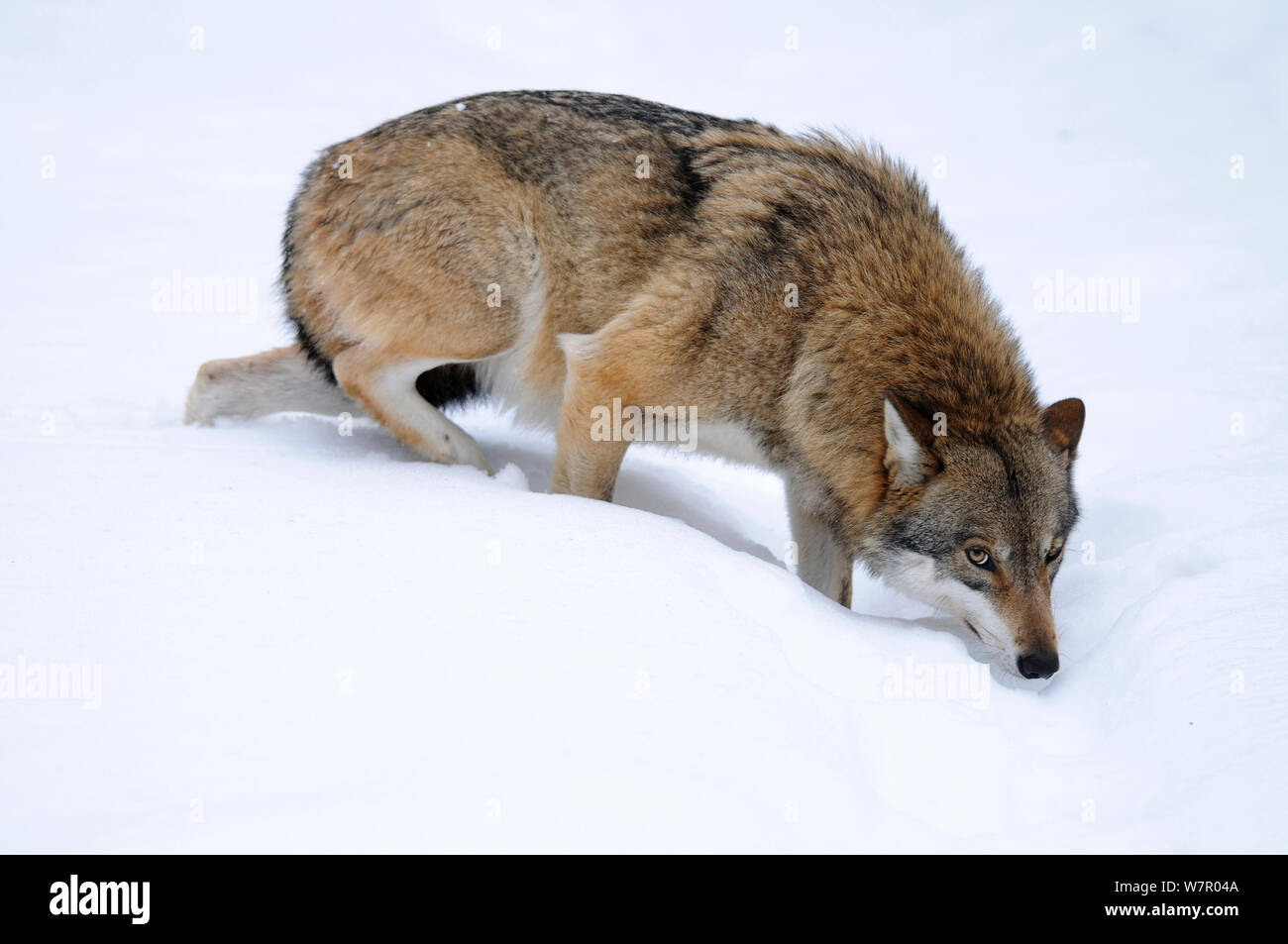 Grey Wolf (Canis lupus) on snow. Omega, Germany, Bavarian National Park, February. Captive Stock Photo