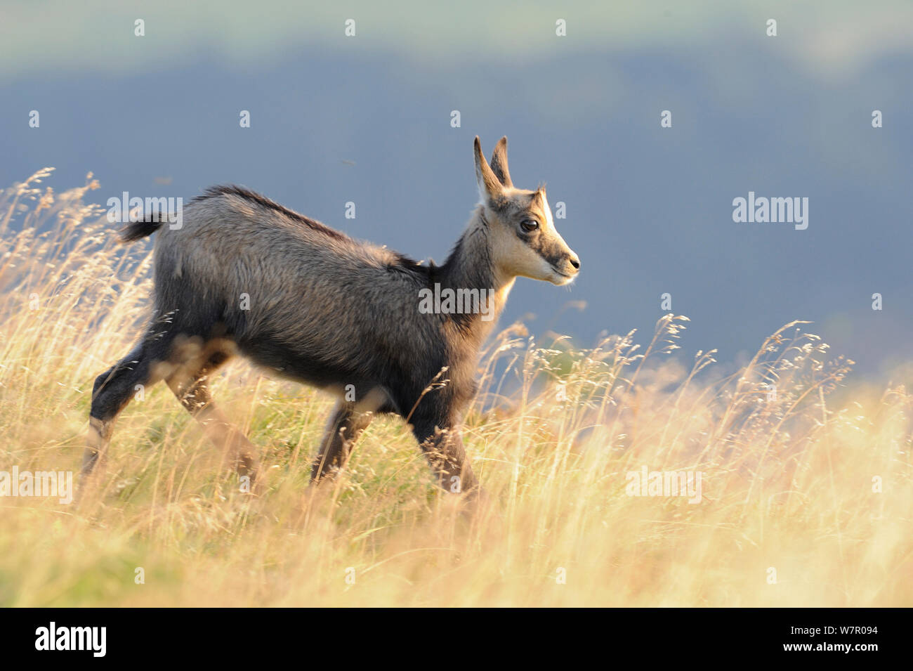 Juvenile Chamois Rupicapra Rupicapra Ballons Des Vosges Natural Park Vosges France August Stock Photo Alamy Juvenile Chamois Rupicapra Rupicapra Ballons Des Vosges Natural Park Vosges France August Stock Photo Alamy