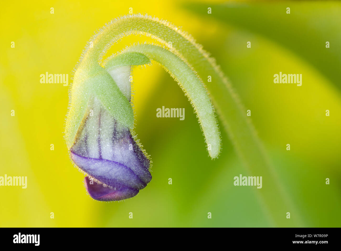 Butterworts blue bloom in yellow background Stock Photo