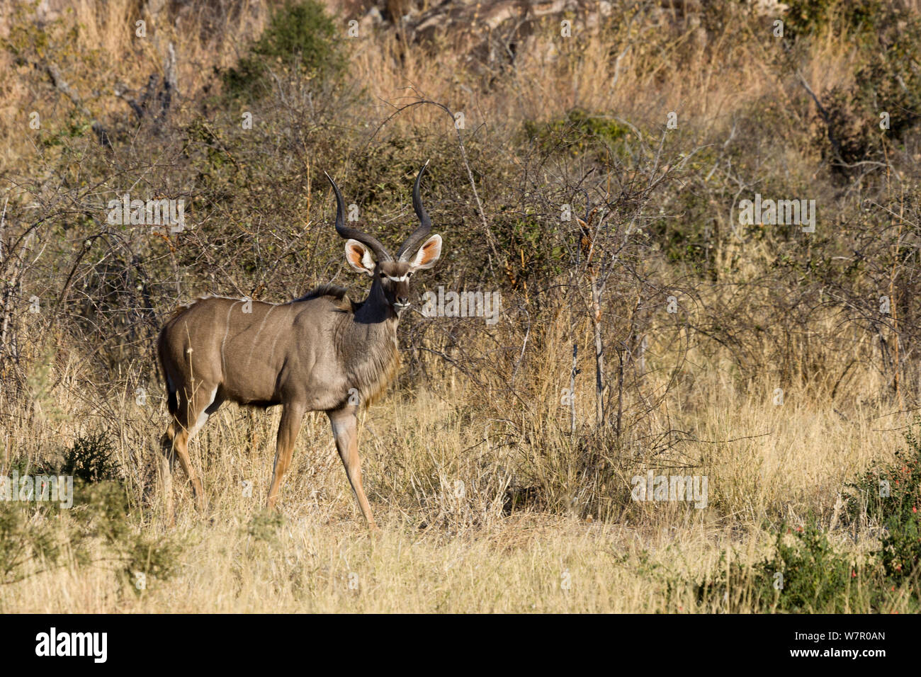 Greater kudu (Tragelaphus strepsiceros) Chobe National Park, Botswana Stock Photo