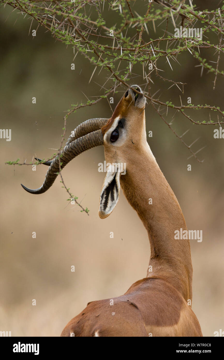 Gerenuks Feeding Hi res Stock Photography And Images Alamy gerenuks-feeding-hi-res-stock-photography-and-images-alamy