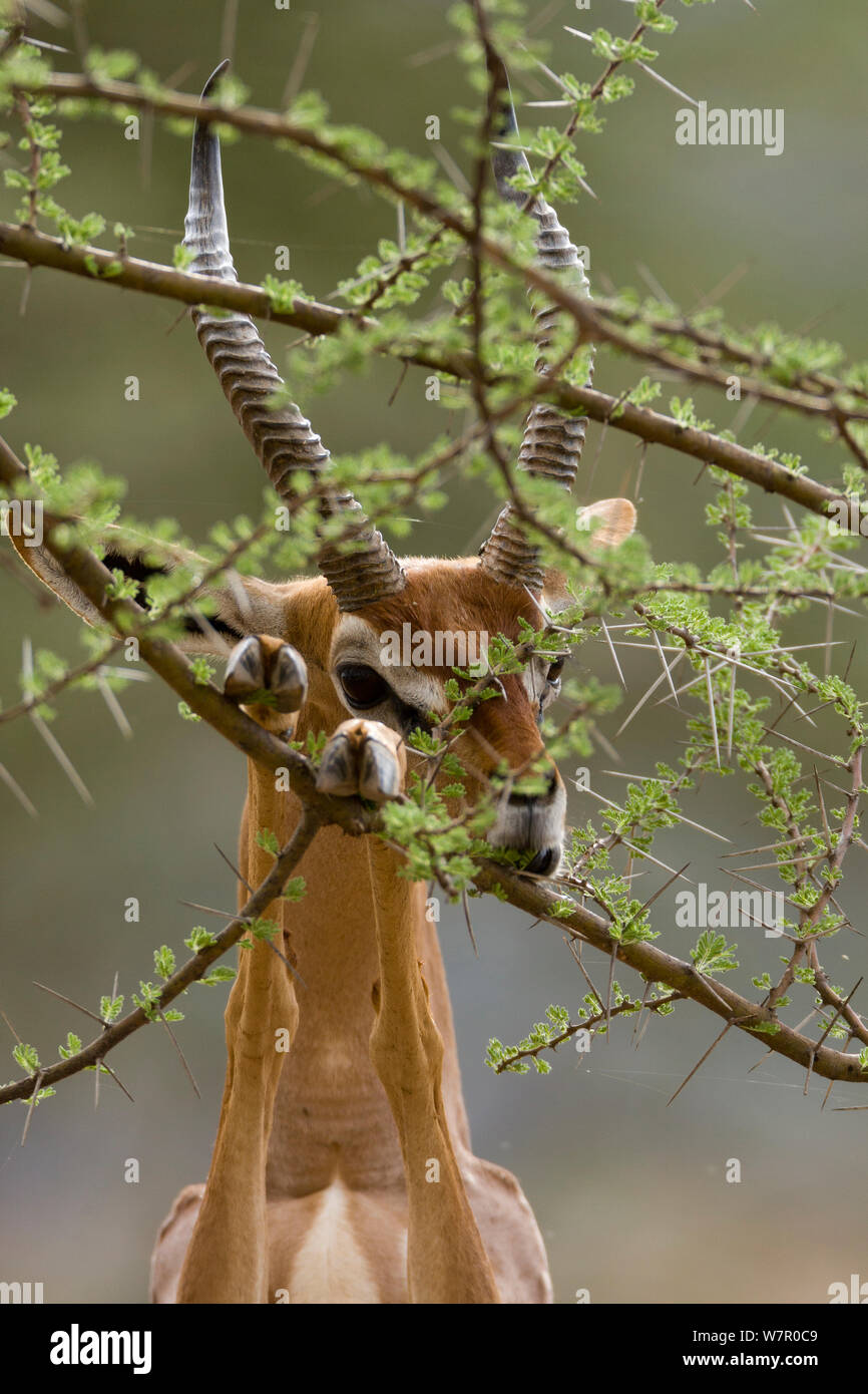 male-on-hind-legs-hi-res-stock-photography-and-images-alamy