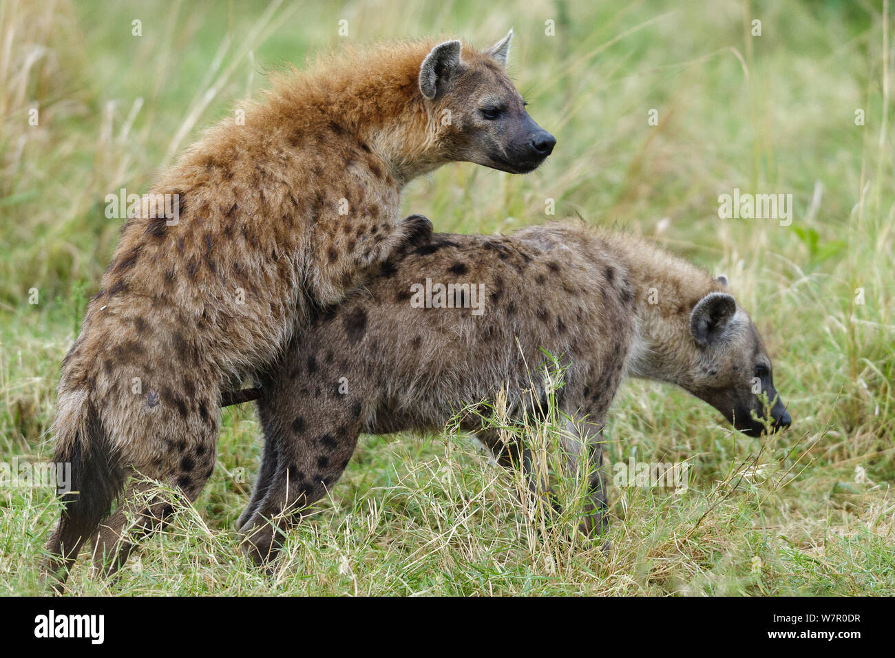 Хатшы мен бастық порно hd