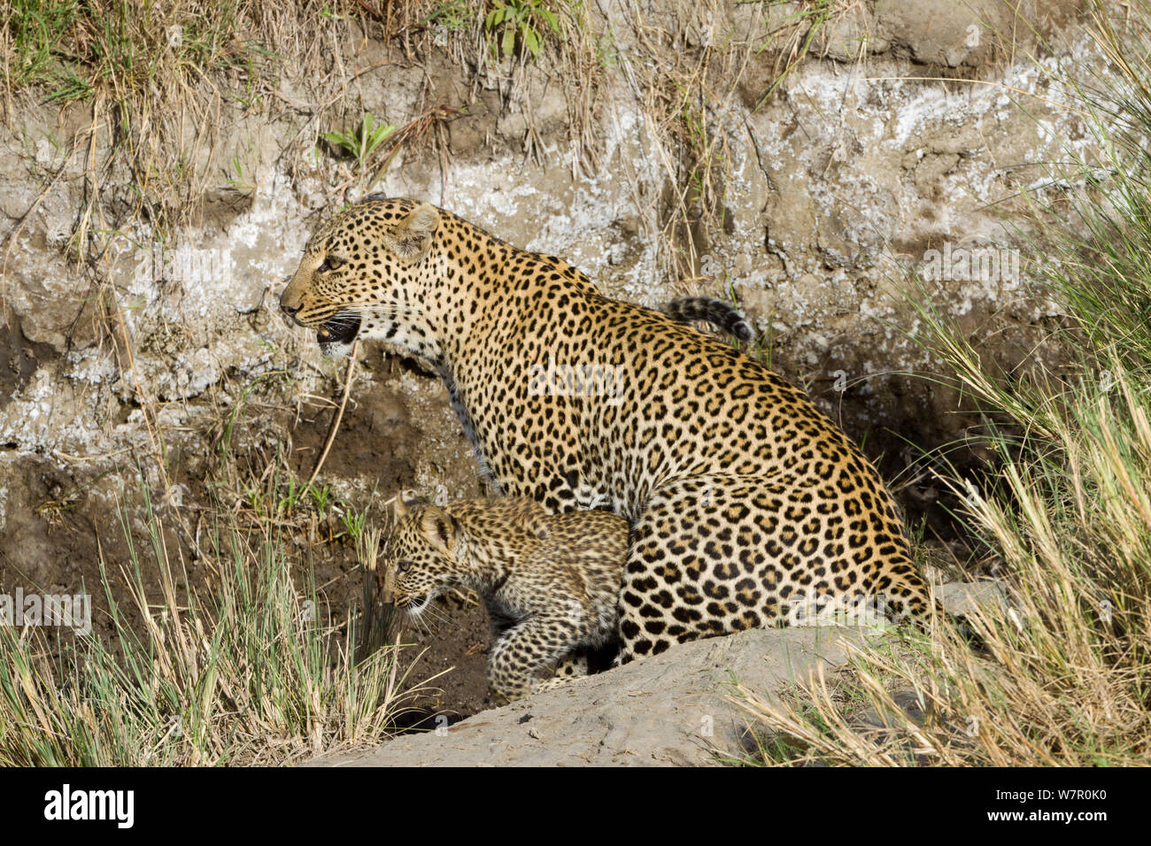 Leopard (Panthera pardus) mother and cubs aged 2/3 months, Masai-Mara Game Reserve, Kenya Stock Photo