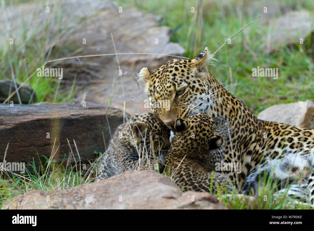 Leopard (Panthera pardus) mother and cubs aged 1 month, Masai-Mara Game Reserve, Kenya Stock Photo