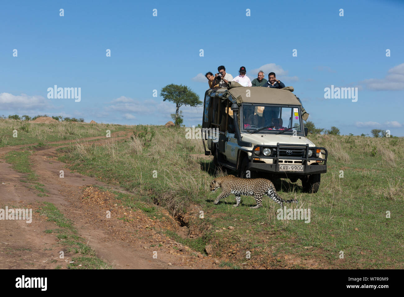 Leopard (Panthera pardus) walking past tourists in a four by four. Masai-Mara Game Reserve, Kenya, December 2010 Stock Photo