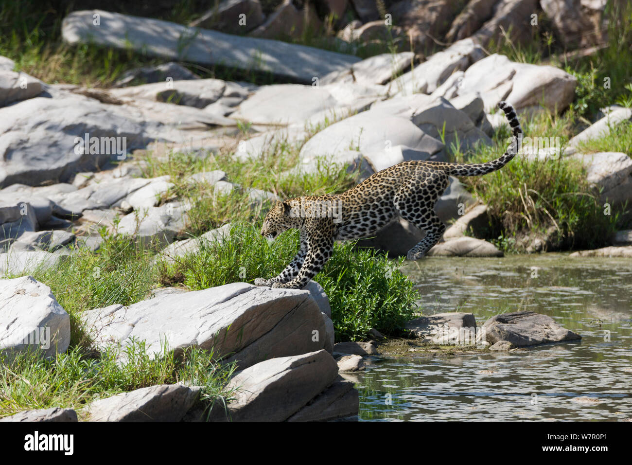 Leopard (Panthera pardus) female crossing the Talek river, Masai-Mara Game Reserve, Kenya.  Sequence 2/2 Stock Photo