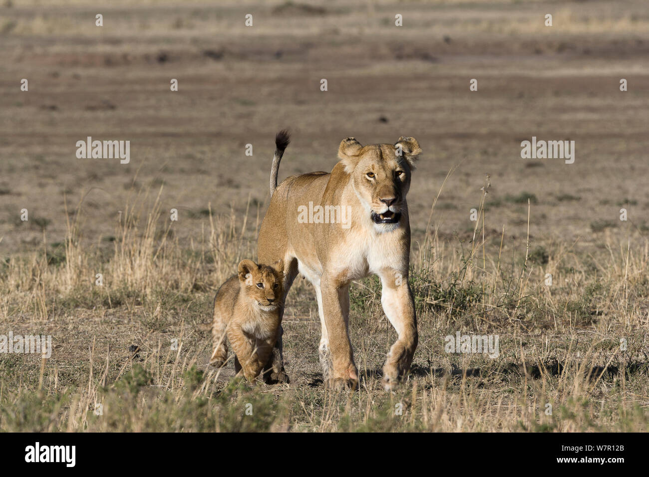 Lioness (Panthera leo) walking with her cubs, Masai-Mara Game Reserve ...