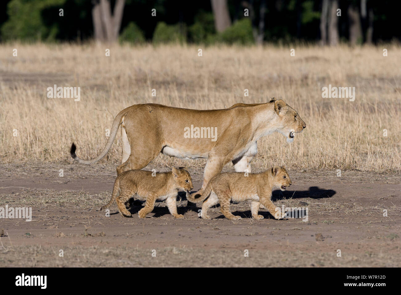 Lioness (Panthera leo) walking with her cubs, Masai-Mara Game Reserve ...