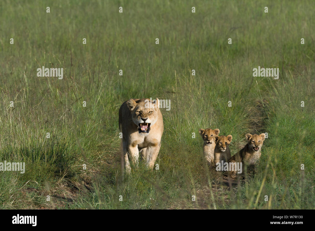 Lioness (Panthera leo) with her cubs aged around 2 months, Masai-Mara ...