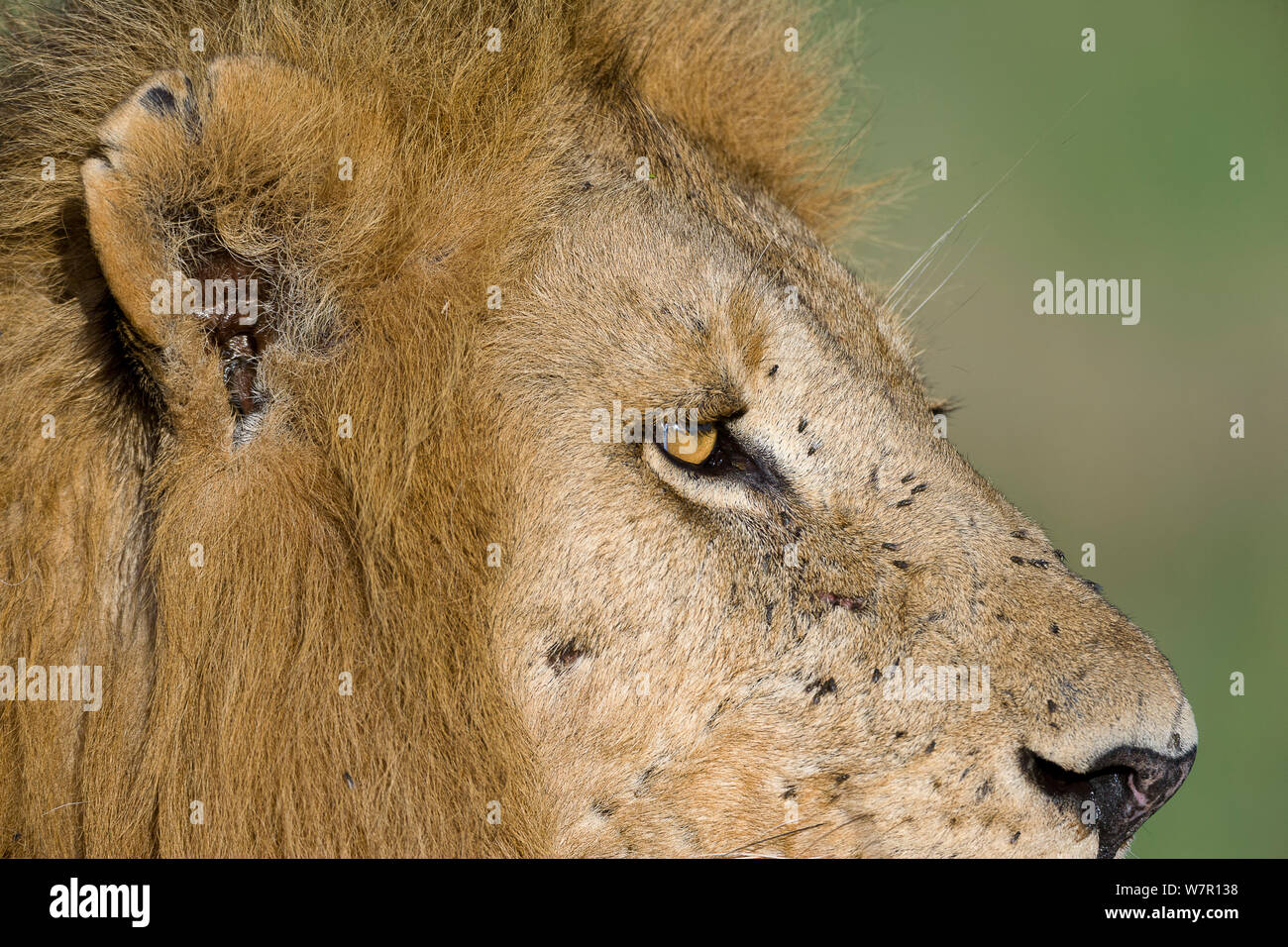 Lion ears hi-res stock photography and images - Alamy Lion ears hi-res stock photography and images - Alamy