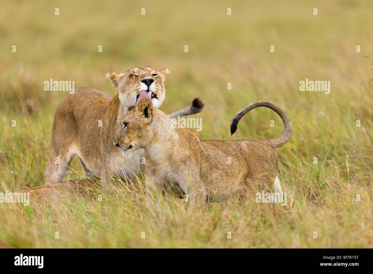 Lioness (Panthera leo) playing with her cubs, Masai-Mara Game Reserve ...