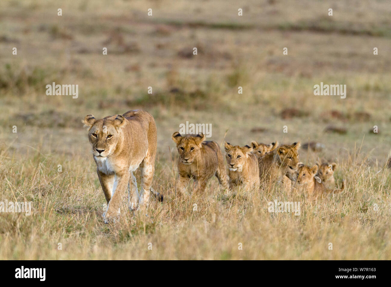 Lioness (Panthera leo) with her cubs following, Masai-Mara Game Reserve ...