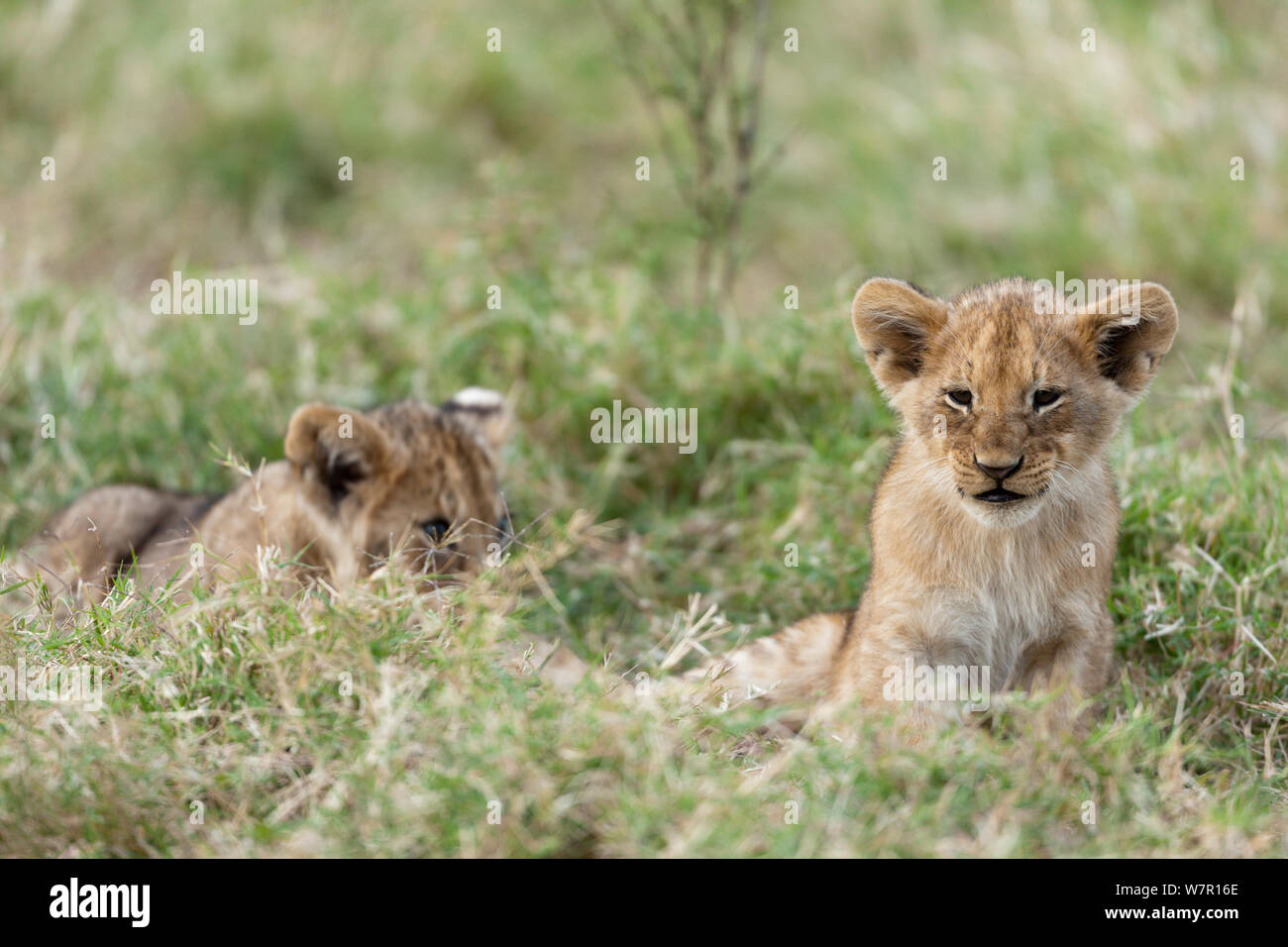 Lion (Panthera leo) cubs, Masai-Mara Game Reserve, Kenya. Vulnerable species. Stock Photo