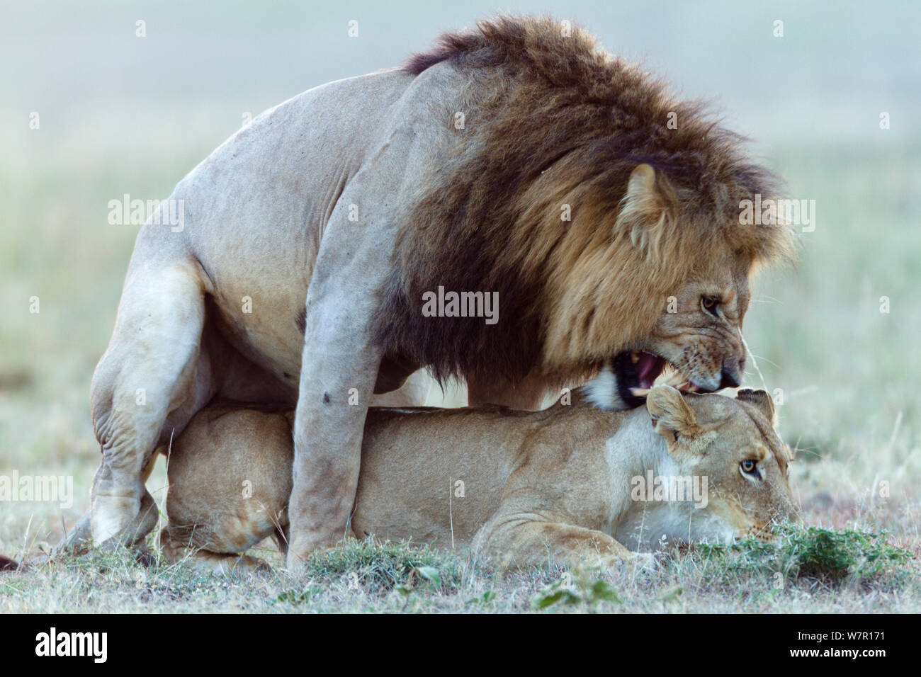 Lions (Panthera leo) mating, Masai-Mara Game Reserve, Kenya Stock Photo