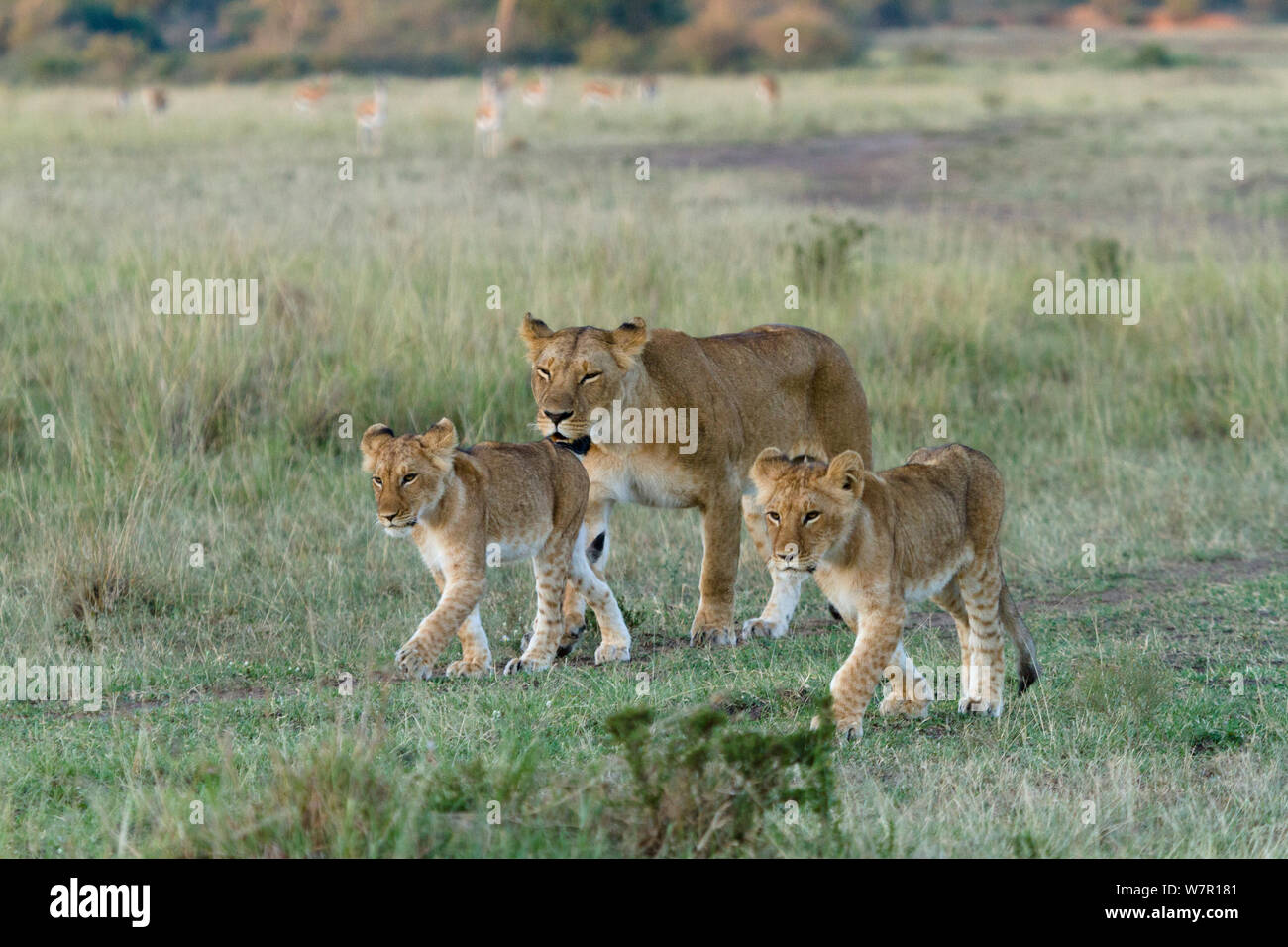 Lioness (Panthera leo) walking with her cubs, Masai-Mara Game Reserve ...