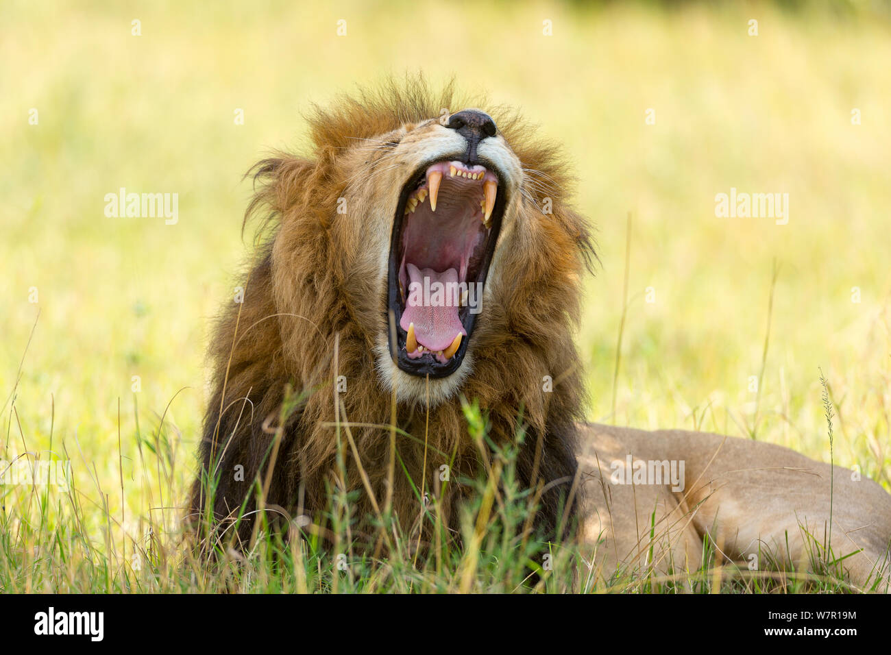 Lion (Panthera leo) male with mouth wide open yawning, Masai-Mara Game Reserve, Kenya. Vulnerable species., Stock Photo