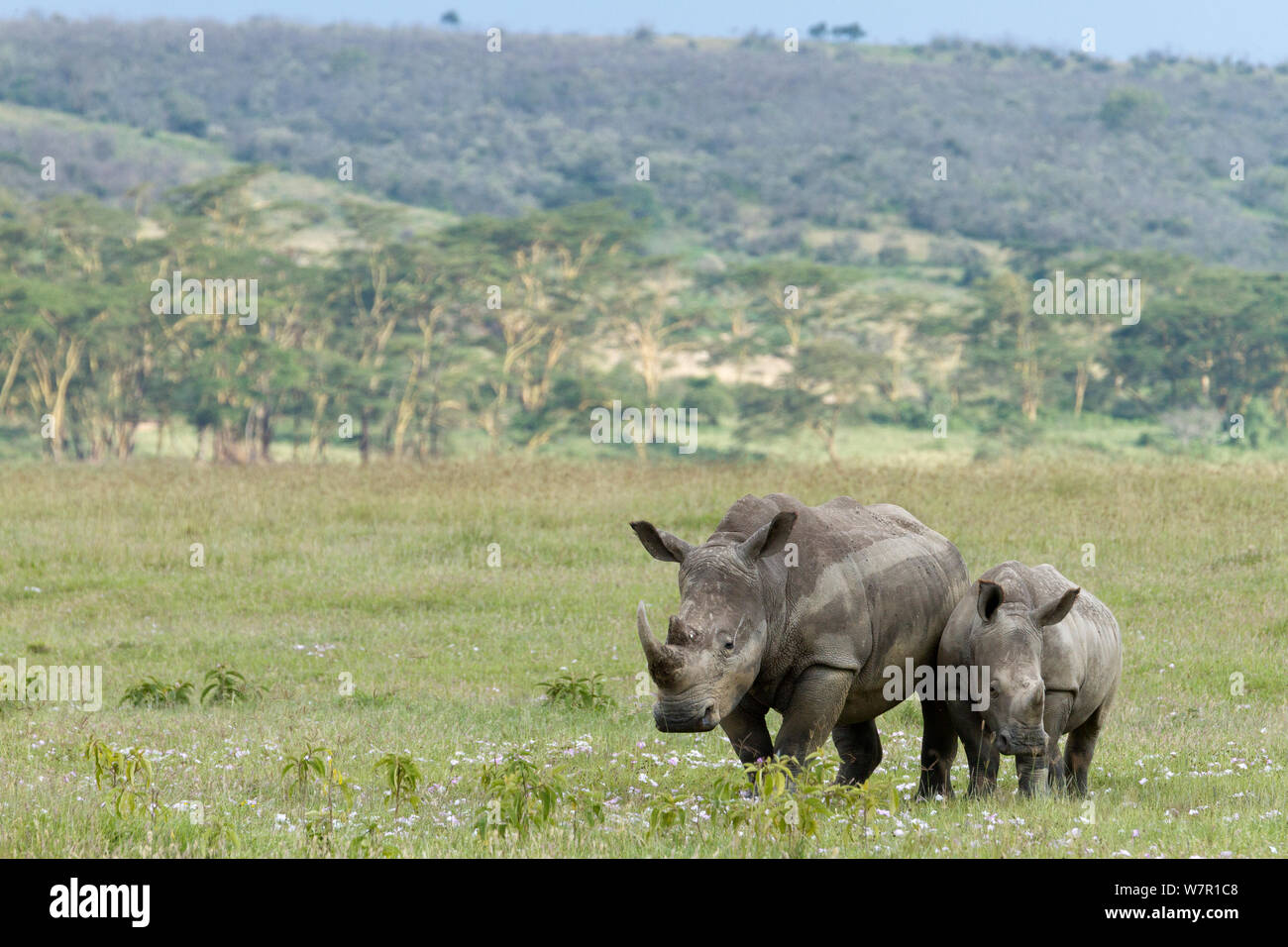 White rhino (Ceratotherium simum) mother and baby, Nakuru National Park, Kenya Stock Photo