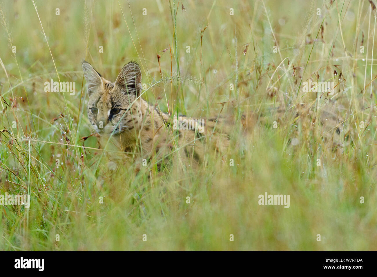 Serval cat (Felis serval) hunting, MasaiMara Game Reserve, Kenya Stock