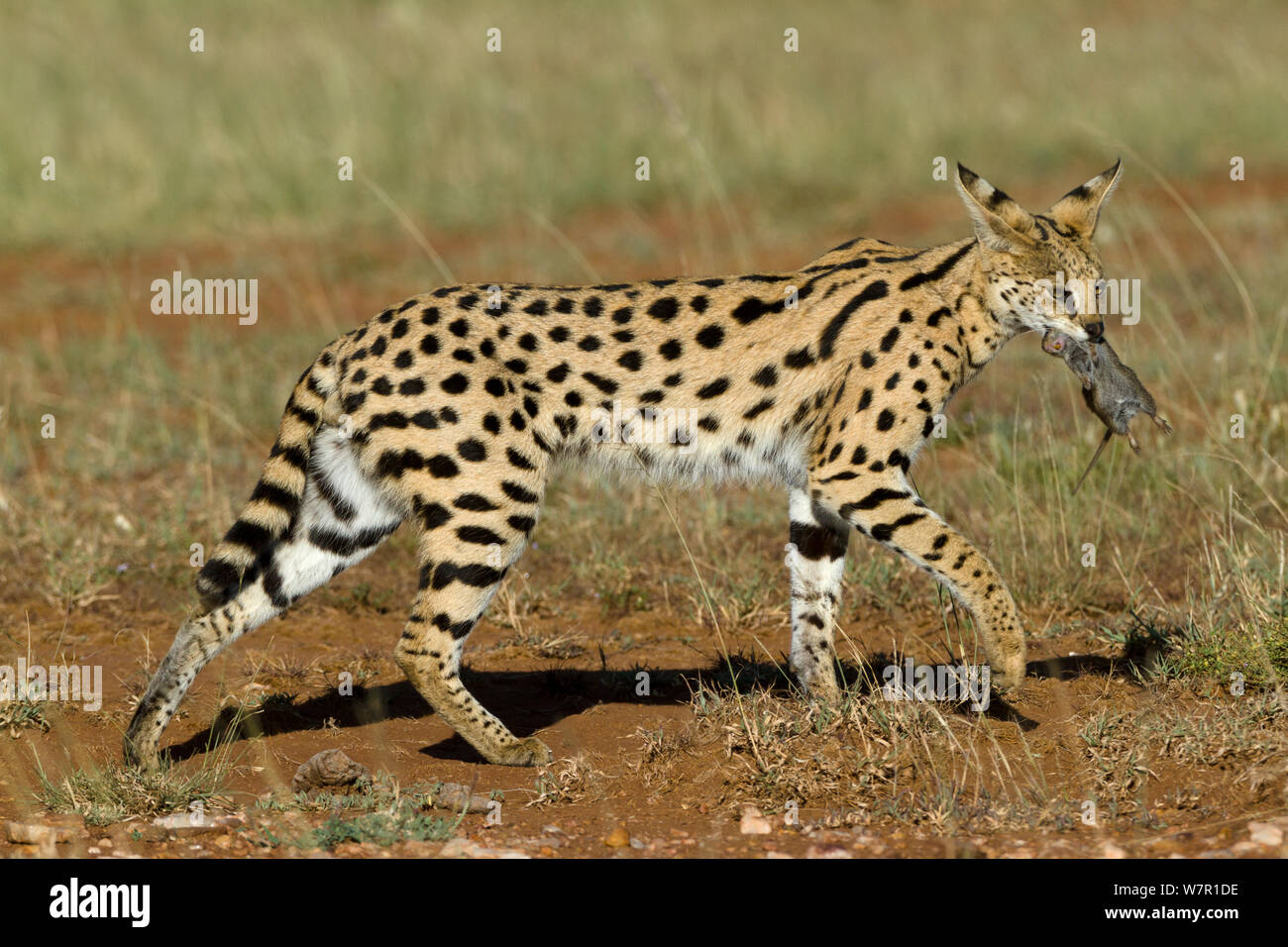Felis serval cheap