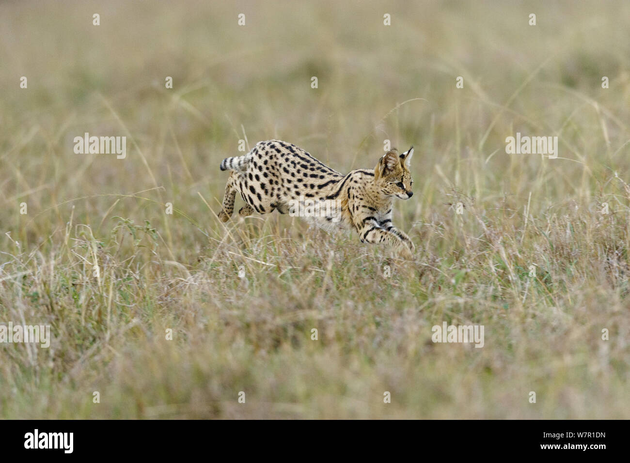 Serval Jumping For Bird